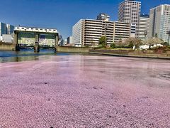 目黒川お花見クルーズ&#127800;