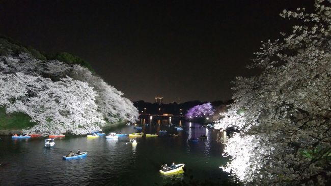 千鳥ヶ淵の桜のライトアップを楽しんできました