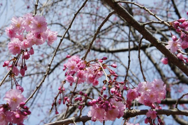桜の名所と言われる跡見学園女子大学（新座）がキャンパスを公開しているというので、一人カメラを携えて行ってきました。<br />次の日、例年訪れているさいたま市東浦和駅あたりのお花見をしました(*^_^*)