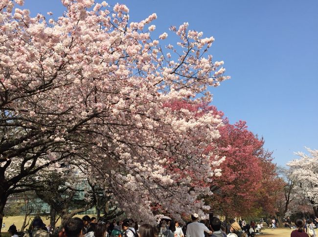 黄金山の千本桜<br />川沿いの桜並木<br />平和公園