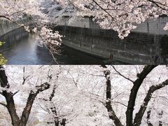 小さな旅　都電荒川線で桜めぐり（飛鳥山公園・神田川）2018 Sakura tour by Tram Arakawa Line/Asukayama and Kandagawa