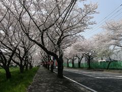 旧久喜市の桜スポットを巡る・・・6-6三列桜並木の清久さくら通りと清久工業団地周辺の桜