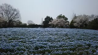 孫と一緒に花フェスタ記念公園～桜とネモフィラのコラボが素晴らしい