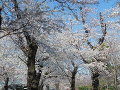 見頃前だろうが満開過ぎだろうがSundays only(泣) 都営まるごときっぷでお花見 by 東京さくらトラム at 飛鳥山公園