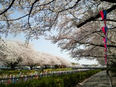 鶴生田川の鯉のぼり祭りと桜♪と分福茶釜！