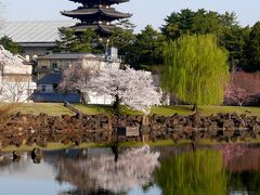 2018.3奈良出張3終-興福寺国宝館，やっぱりいいね奈良ホテル，桜が満開の朝の散歩