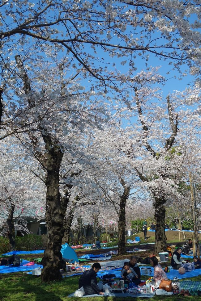 見頃前だろうが満開過ぎだろうがSundays only(泣) 都営まるごときっぷでお花見 by 東京さくらトラム at 飛鳥山公園