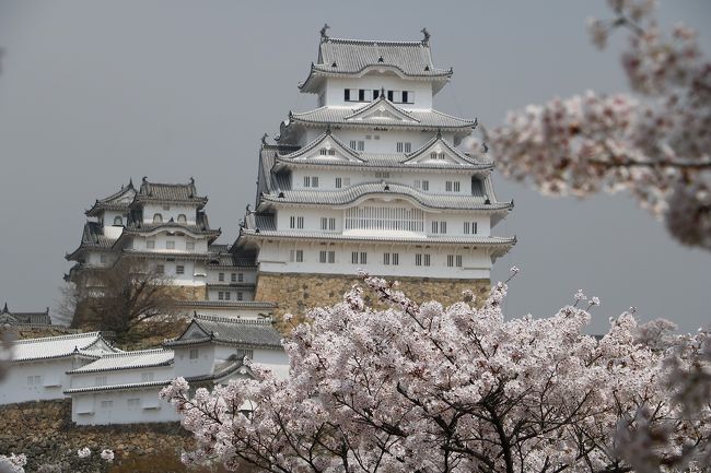 今年の冬は寒かったので、桜の開花が遅れるのではと心配していたのですが、暑い日が続きあっという間に満開になってしまいました。<br />姫路城の桜も3月30日に満開になり、ちょっと遅いかなと思ったのですが、人混みを避けて今日出かけてきました。<br />この時期、姫路城には毎年出かけていますが、日本のお城と桜は絵になります。<br />この日は天気予報は晴れだったのに、ＰＭ２．５か黄砂の影響で見通しが悪く、青空の下での花見にはなりませんでしたが、美味しいお酒をいただくことができました。<br />今回は、下手な解説はやめてきれいな姫路城の写真を紹介させていただきます。