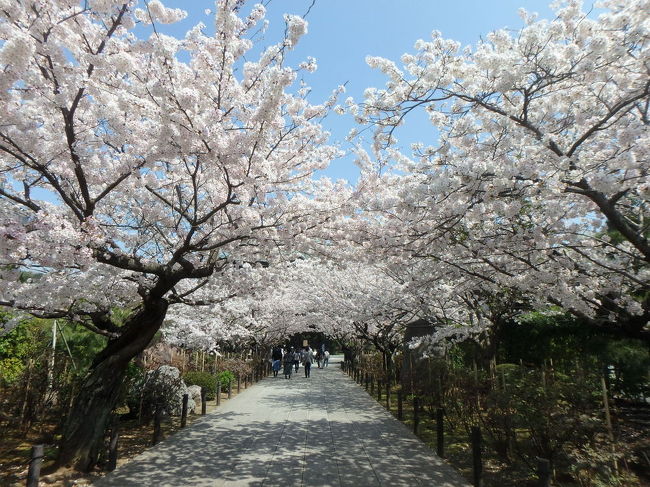 お天気がよかったので、フラッと鎌倉へ。<br />ちょうど満開の桜がきれいでした。<br /><br />
