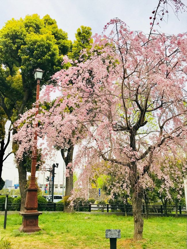 4月1日。<br />最後の花見に、と日比谷公園から皇居のお堀沿いへ行ってみました。<br />さすがに葉桜が多かったものの、春の草花、ついでに神楽座散策を楽しんできました(*´艸`*)