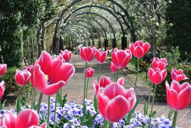 初夏の陽気の中、「安城産業文化公園デンパーク」をへ行ってきました。<br />チューリップが咲き誇る園内をのんびりと歩いてきました。