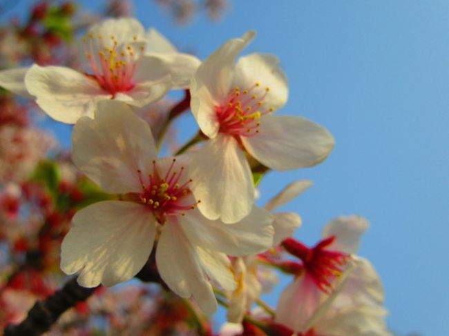 今年は桜の季節が早く、すでに地元の公園の桜も散り始め。<br />ウォーキングがてらいつもの倍の時間をかけて佐鳴湖一周して来ました。<br /><br />佐鳴湖公園<br />市街地に隣接する水と緑に恵まれた風光明媚な環境にあり、１周約６キロ（５．９４１km）のウォーキングコースが整備されています。<br />ジョギングコースや自然散策路として市民に親しまれ、春は桜の名所として、夏は花火大会が開催され、秋には紅葉、冬にはバードウォッチングが楽しめます。<br />また、佐鳴湖公園では約100種類の野鳥を一年通じて観察できます。哺乳類ではタヌキやイタチなども生息しています。台湾リスもいます。<br />昆虫ではトンボの仲間約30種類や蝶の仲間などたくさんの昆虫が生息しています。<br />水辺ではニホンアカガエルやトノサマガエル、イシガメやクサガメなどが生息しています。