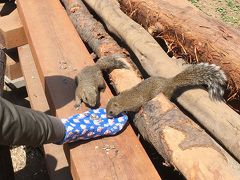 男2人で町田リス園でリスと戯れてきた