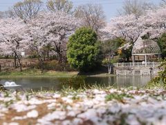 満開から一息たった桜散策～人混みに出なくてもゆっくり花見ができる近所の公園にて