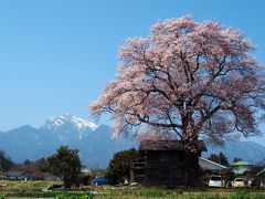 わに塚・山高神代桜 / 甲斐駒バックに見事な桜