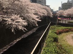 目黒川桜リベンジ