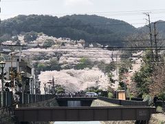 桜満開　大津　長等公園～三井寺～琵琶湖疎水を歩いてきました。