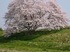 桜 桜 桜三昧の山野辺の道
