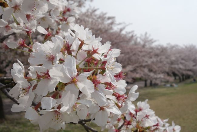 大好きな庄内緑地の桜のトンネル。やっとこれました。まだまだきれいに咲いています。花吹雪にふかれてサイコーでした。