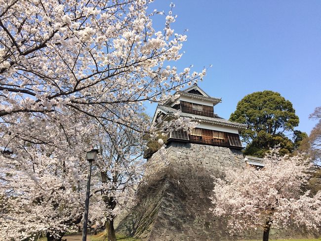 熊本城まで徒歩10分の所に住んでいるのですが、久しぶりに行ってきました。<br />桜が満開になった土曜日でイベントもあり、とても賑わっていました。<br /><br />震災の影響でいつもは立ち入り禁止になっている行幸坂が解放されていて、沿道には見事なソメイヨシノが並んでいます。<br /><br />震災後に引っ越してきたので被災者ではありませんが、10年前新婚の時に同じところに住んでいたことがあり、お花見や二の丸広場でのピクニックなど思い出深い土地です。<br />予想以上の被害に驚きは隠せませんが、それ以上に素晴らしい花を咲かせている桜の木の逞しさにとても勇気づけられました。<br />