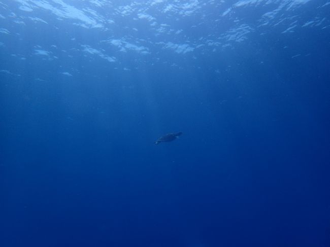 絶好のコンディションだった春の石垣島。<br />前日に東京入りして、到着した日から３ダイブ。<br />滞在した３日間とも、からっと晴れ、透き通った青い海を満喫しました。<br />今回も出合えたマンタ！！<br />今までで、一番良いコンディションでのダイビングを楽しみました！！<br /><br />夜は、沖縄料理とBIGなお肉を堪能。<br />最高の時間を過ごすことができました。