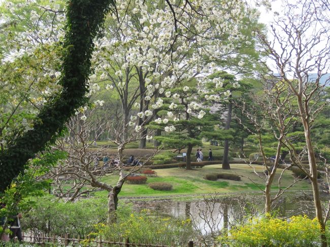 4月1日、午後2時45分頃に東京駅に到着し、桜見物で東御苑を訪問しました。　前回は河津桜や寒緋桜等の早咲き桜でしたが、今回はソメイヨシノやオオシマザクラ、ヤマベニシダレザクラ等の遅咲きの桜見物です。　<br />桜以外にはアカボシシャクナゲ、トウゴクミツバツツジ、ハナカイドウ等が見られました。<br /><br /><br /><br />*写真は二の丸庭園て見られたオオシマザクラの風景