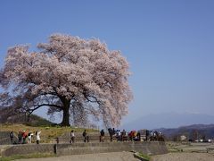 甲斐の国桜見物　2018