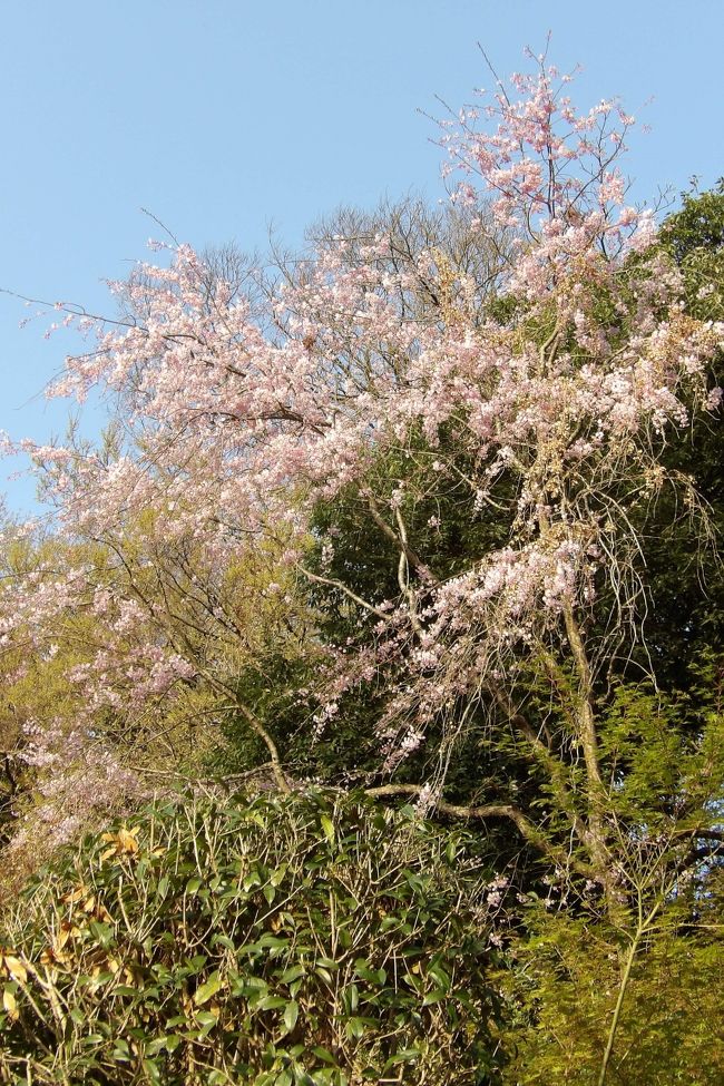 　数年前に円覚寺では境内に4、50本の枝垂れ桜の苗を植えたが、それが生長して高さが1mを越えるものもあるが、まだまだ苗で、既に葉が茂っており、今年も花は咲かなかったようだ。しかし、JR北鎌倉駅の円覚寺側の改札口を出た直ぐの小路の奥には枝垂れ桜が満開である。樹齢は40年は越えていると思われるが、果たして50年は越えていないのか？<br />　円覚寺境内でも何10年かすれば、植えた枝垂れ桜の苗も生長して見事な枝垂れ桜となって、満開になれば人を引き付けることだろう。円覚寺の境内は白鷺池（びゃくろち）がある総門前にも拡がり、ここにも枝垂れ桜が植えられている。北鎌倉を通る人は誰でも満開の枝垂れ桜を見られるようになるはずだ。それは早ければ円覚寺創建750周年に当たる2032年で、どの程度になっているかであろう。少なくても将来的には円覚寺が鎌倉で一番の枝垂れ桜の名所となる可能性が一番高いのだ。<br />（表紙写真は円覚寺横の枝垂れ桜）