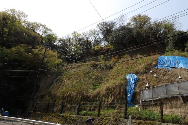 　円応寺隣の崖も新緑の緑が眩しく、この崖の上の切り立った断崖が巨福呂坂切通の跡であることを忘れてしまいそうだ。どうやら、この崖の上の切通は、右に折れるとさらに高い断崖絶壁になっているあの場所（https://4travel.jp/travelogue/11305725）のようで、尾根道に上る道が付いているらしい。<br />　巨福呂坂切通下、現在では巨福呂坂洞門の鶴岡八幡宮側にお住まいの方に伺うと、巨福呂坂切通の両側は無くなっており、通れないという。また、尾根道からは道があって下りられるという。<br />　崖を覆う青のビニールシートはもう1年程度経つがそのままだ。円応寺の隣に何か建物でも建つ訳でもなさそうな。<br />（表紙写真は巨福呂坂切通の跡）