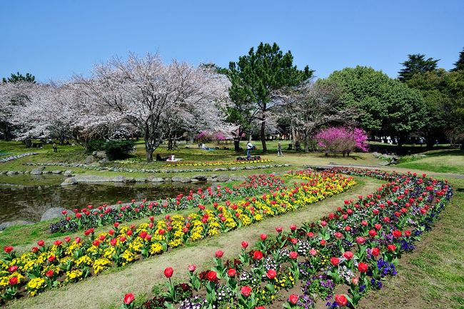 　別府公園では桜に時期になると、桜やチュリーップ、ツツジなど春の花が一斉に咲き、春の到来を一身に満喫できます。