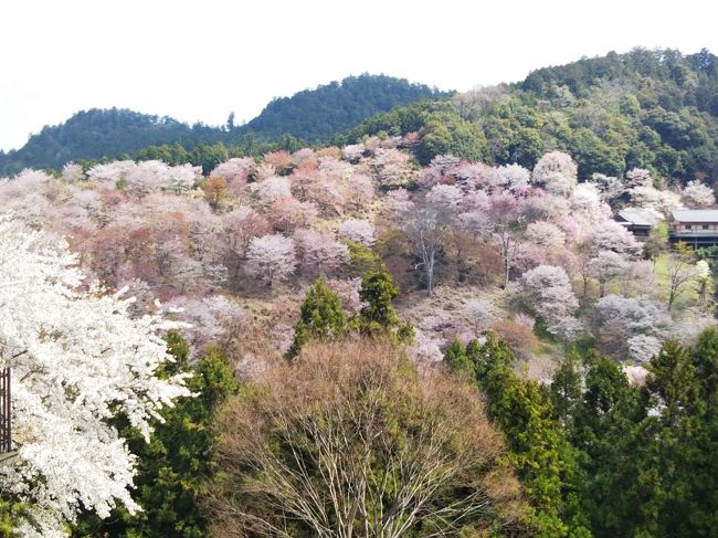 吉野山の桜は登山も兼ねて楽しめるところだと思い、去年に続き今年も行ってきました。<br /><br />今年は桜の開花時期がとても早く、好天気に恵まれ、翌週は天気が崩れそう予報だったので、上千本はまだだけどと思いながら、晴れた日曜日に行ってきました。<br /><br />今回は、吉野駅の二駅手前に車を止めて、電車で吉野に向かい、吉野山最高峰の青根ヶ峯まで往復しました。<br /><br />下千本・中千本はもう満開かなというぐらい綺麗な桜が見られました。<br />上千本、奥千本は、これからという感じでした。<br /><br />混雑してましたが、例年よりも時期が早いのか、人出が少なかったようでした。<br /><br />ロープウェイの運休は大々的に告知されていたように思いましたが、意外と驚いている声が響き、知らずに来られた方も多数見受けました。<br /><br />今度は、上千本・奥千本が満開の時期に訪問しようかな。<br /><br />吉野駅ー七曲りー中千本ー上千本ー青根ヶ峯ー高城山展望台ー吉野水分神社ー花矢倉ー中千本ー温泉谷ー吉野駅