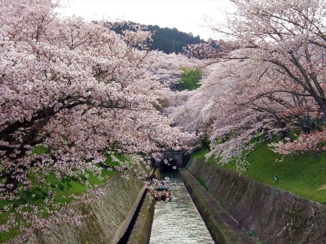 今年の桜はとても早く満開になってしまって大忙し。京都でも人混みのないところを見て回ったつもりが、どこも人混みになっていたりして。終いには大津にまで行ってみて琵琶湖の景観に感動したりと忙しい３月後半でした。