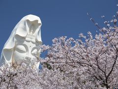 桜の花に包まれる大船観音詣りと鎌倉山さくら道のお花見ハイク