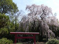 頼母子薬師堂のシダレザクラ_2018_満開で見頃でした。（群馬県・板倉町）