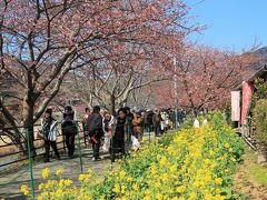 河津-2　河津桜まつり　期間中-菜の花も咲いて　☆平日/昼前でゆったり散歩