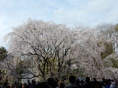 咲き急ぐ桜を追いかけて～六義園と小石川後楽園