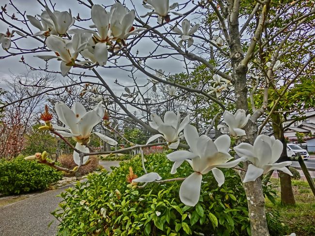 ２０１８年４月３日（火）<br />　私の家からは少し離れた所に緑化公園があります。<br />　遊歩道には木々が茂り花が咲き乱れ私の大好きな場所です。<br />　しかし花や木々の名前を殆ど知らないので昨年より写真を撮って観察しています。<br />　きれいに咲いていた「ハクモクレン」（白木蓮）の花を紹介します。<br />　原産地は中国南西部。<br />　花言葉は「気高さ」「高潔な心」<br />　真っ白な花が春の訪れを感じさせる上品は花です。<br /><br /><br />第５日目・２０１８年１月２１日（日）<br />　私の住居地の岡山から台北へ。<br />　その日の深夜便でマレーシアのクアラルンプールへ。<br />　そして直ぐにカンボジアへ。<br />　今回のミッションは６年前に果たせなかったカンボジアのシアヌークビルからベトナムのハーディエンへの国境越え。<br />　マイナーなルートで情報もあまりなく臨機応変旅です。<br />　今日はいよいよ今回の旅のミッション、国境越え。<br />　あまり情報がないのでどうなる事やら。<br /><br /><br />＜行程＞<br />　　　１日目・１月１７日（水）　自宅→岡山空港～台北空港～<br />　　　２日目・ 　 １８日（木）　台北空港～クアラルンプール～プノンペン<br />　　　３日目・ 　 １９日（金）　プノンペン→シアヌークビル<br />　　　４日目・　 ２０日（土）　シアヌークビル二日目<br />　◎　５日目・　 ２１日（日）　シアヌークビル→カンボット→ケップ→ハーディエン（ベトナム） <br />　　　６日目・　 ２２日（月）　ハーディエン→チャウドック <br />　　　７日目・　 ２３日（火）　チャウドック 二日目<br />　　　８日目・　 ２４日（水）　チャウドック →カントー<br />　　　９日目・　 ２５日（木）　カントー二日目<br />　　１０日目・　 ２６日（金）　カントー→ホーチミン<br />　　１１日目・　 ２７日（土）　ホーチミン二日目<br />　　１２日目・　 ２８日（日）　ホーチミン～台北<br />　　１３日目・　 ２９日（月）　台北～岡山→自宅<br />「宿泊先」<br />　Ｄｕ Ｈｕｎｇ Ｈｏｔｅｌ<br />「今日の支払額」<br />　〇　宿泊代 　　　 　１２＄　 　 ＝　１,３７０円　<br />　〇　食事代 　　　 　　１＄ 　　 ＝ 　１１０円<br />　　　　　　　 　６,３００ＫＨＲ ＝　 　１７０円<br />　〇　交通費 　　　　 ３４＄　 　 ＝　３,８８０円　　　　　　<br />　〇　その他 　　　　 　０＄　 　 ＝　 　　　０円　　 　　　　　　　　　　　　<br />　　　　 　　　　 　　合　計 　 　 　 ５,５３０円 <br />「通　貨」　<br />１＄（アメリカ・ドル）　　　　　　　　 ＝　１１４円　　　　　<br />１０,０００ＫＨＲ（カンボジア・リアル）＝　２７.５円　<br />「今日の歩行」 <br />　　　　　　　　　　　　　　　　　　　　７,４２５歩<br /><br />（１）岡山～台北～クアラルンプール<br />https://4travel.jp/travelogue/11335797<br />（２）クアラルンプール～プノンペン<br />https://4travel.jp/travelogue/11337412<br />（３）プノンペン→シアヌークビル<br />https://4travel.jp/travelogue/11339064<br />（４）シアヌークビル二日目<br />https://4travel.jp/travelogue/11341641<br /><br /><br /><br /><br /><br />