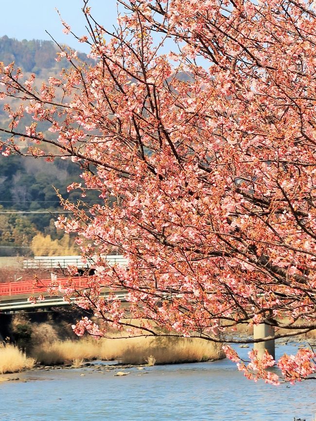 カワヅザクラ（河津桜）は、日本にあるサクラの一種である。<br />オオシマザクラ とカンヒザクラの自然交雑種であると推定されている。<br />1月下旬から2月にかけて開花する早咲き桜である。<br />花は桃色ないし淡紅色で、ソメイヨシノよりも桃色が濃い。また花期が1ヶ月と長い<br />（フリー百科事典『ウィキペディア（Wikipedia）』より引用）<br /><br />河津桜まつり　については・・<br />https://www.kawazu-onsen.com/sakura/index.html<br />