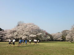 千葉県立柏の葉公園の桜
