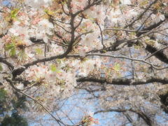 急げ！代々木公園で初めてのお花見★