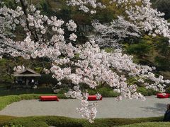 八芳園のサクラ_2018_満開で見頃のサクラを日本庭園で楽しめました。（東京都・港区）