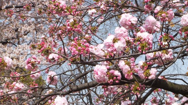 3月29日に奈良の郡山城址と大阪城は満開だった。4日経ってしまった。まだ満開状態が見れたらいいけど。