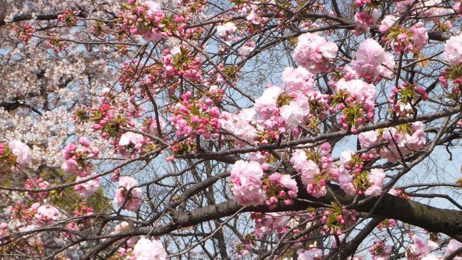 　３月２９日に奈良の郡山城址と大阪城は満開だった。４日経ってしまった。まだ満開状態が見れたらいいけど。