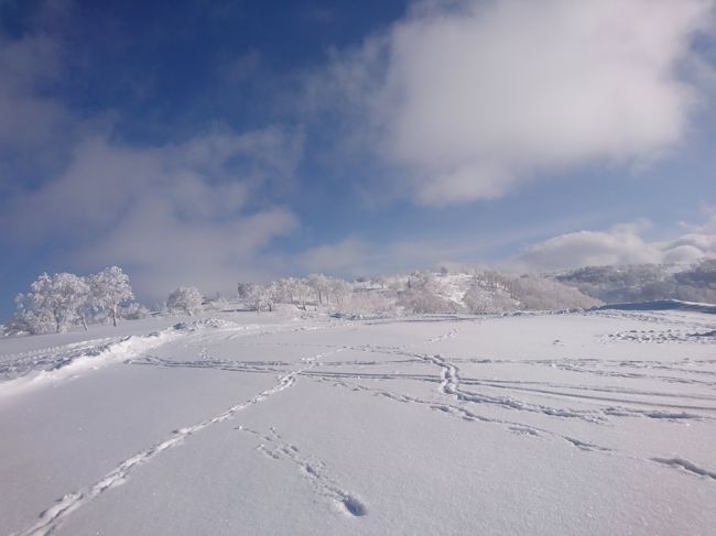 日にち：１７年１２月８日～１０日<br />場所：キロロ<br />天気：８日　雪　　９日　晴れ→雪　　１０日　晴れ<br />積雪：２４０ｃｍ　<br />雪質：パウダー<br />気温：８日　－８度　　９日　－１２度<br />リフト：８日までは、初滑り営業　余市第一、第二、センター、ファミリーのみ<br />　　　　９日からは全面滑走可能<br /><br />コース：それぞれ、リフトの営業しているコース<br />待ち時間：週末の日程でも、ほとんどナシ<br /><br />今シーズンは、雪が早い。<br />いつもスタートは、同じ時期だが、いつも旅行会社から「稼働しているリフトが少ないので、キャンセルしますか？」と連絡が来るが、今シーズンは、そういった連絡は来なかった。<br /><br />８日は、JAL501で新千歳空港へ。　リゾートライナーに乗り継ぎ、11時半にキロロ着。<br />オーンズの脇を走っているあたりまでは晴れていたのに、朝里ICは雪。<br />宿泊はトリビュートポートフォリオホテル。　残念ながら、チェックインに時間がかかるところは、変わらず。<br />リフト券の購入も事前にキロロカードを持っていないと、無駄に時間を要する。<br />この日は、初滑り営業で、稼働しているリフトも少ないので、余市第一を往復する。<br /><br />９日からは、シーズンインとなり、全面滑れるようになる。<br />いつものように、ゴンドラ→朝里第二ＡかＢ→朝里第一Ａ→余市第二リフト→余市第一ＡかＢで循環する。<br />朝里第二Ｂがパフパフで気持ちよかった。<br /><br />１０日は、前日からの雪が５ｃｍくらい滑って快調に滑る。久しぶりに週末のゲレンデで滑ったけど、日曜でも、ゴンドラ待ちは５分以内でありがたい。<br />１４時のバスで東京へと帰る。<br /><br />今回の旅行は、１人　４１８００円。リフトと、朝食、夕食１回付き。<br />８日の出発までは、リフト券の料金が初滑り料金で安かった。<br /><br />今シーズンからは、各旅行会社、どのスキー場に行くツアーも昨シーズンよりも値上がりしている。特にトマムは大幅な値上げとなっている。