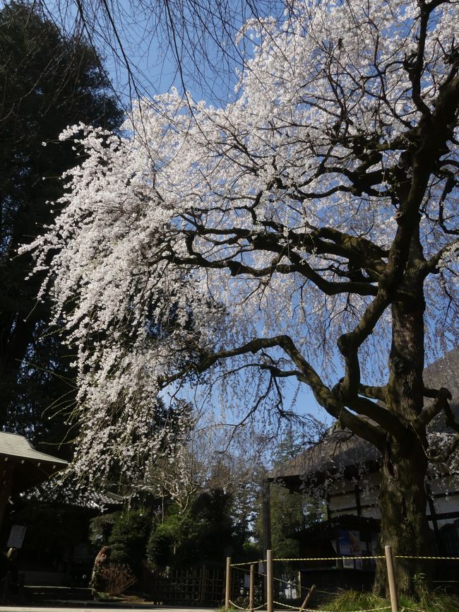 ３月２３日に訪れたときには未だ２～３分咲きでしたが、急に暖かくなって、３日後の２６日には満開です。開花が急に進んだためかボリューム感のある満開です。