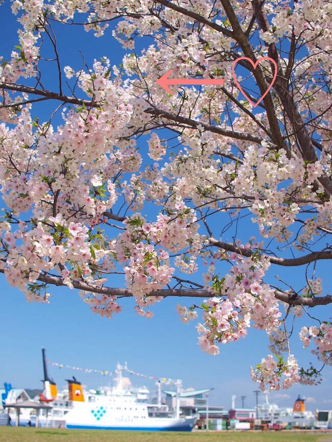 鹿児島市交通局の一日乗車券で市内の桜めぐりをしてみました。<br />一日乗車券は、大人６００円です。<br /><br />行ったところ<br />・旧島津氏玉里邸庭園<br />・ドルフィンポート<br />・城山<br />・石橋記念公園<br /><br />食べたところ<br />・NHK鹿児島放送局　NHK食堂<br />・パティスリーフレンチブルー<br />・財宝パーラー 天文館店<br /><br />写真はウォーターフロントパーク<br />←?のところは、青空の抜け部分が逆さまハート型になってました。