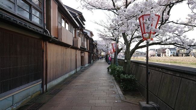 さくら開花。兼六園も無料開放＆ライトアップ中☆<br />毎年、桜の時期はお花見に行けないまま終わってしまうのですが、<br />今年は運よく見に行くことが出来ました(#^^#)<br />雨の多い地域にしては珍しく、天候に恵まれた週でした。<br /><br />兼六園無料開放期間：桜開花から４/８まで<br />上記期間ライトアップは18：00～21：30<br /><br /><br />