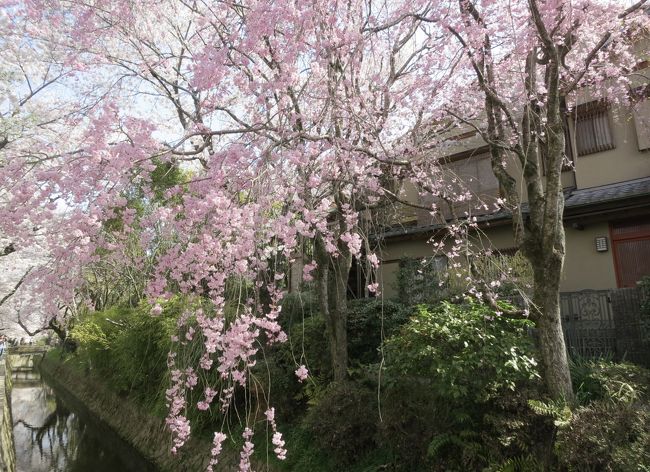 ２日目は、<br />桜満開の哲学の道を散策し、<br />銀閣寺や金戒光明寺を巡ります。<br />予想外によかったのが、都ホテル前のインクラインの桜並木。<br />その後、大阪に移動し、家内のご両親と千里中央で久しぶりの会食を楽しみました。<br />