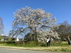 春の陽気に誘われて、大阪万博記念公園・自然文化園で桜ざんまいの一日を過ごす。（2018）