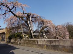 泉州のさくら見て歩き